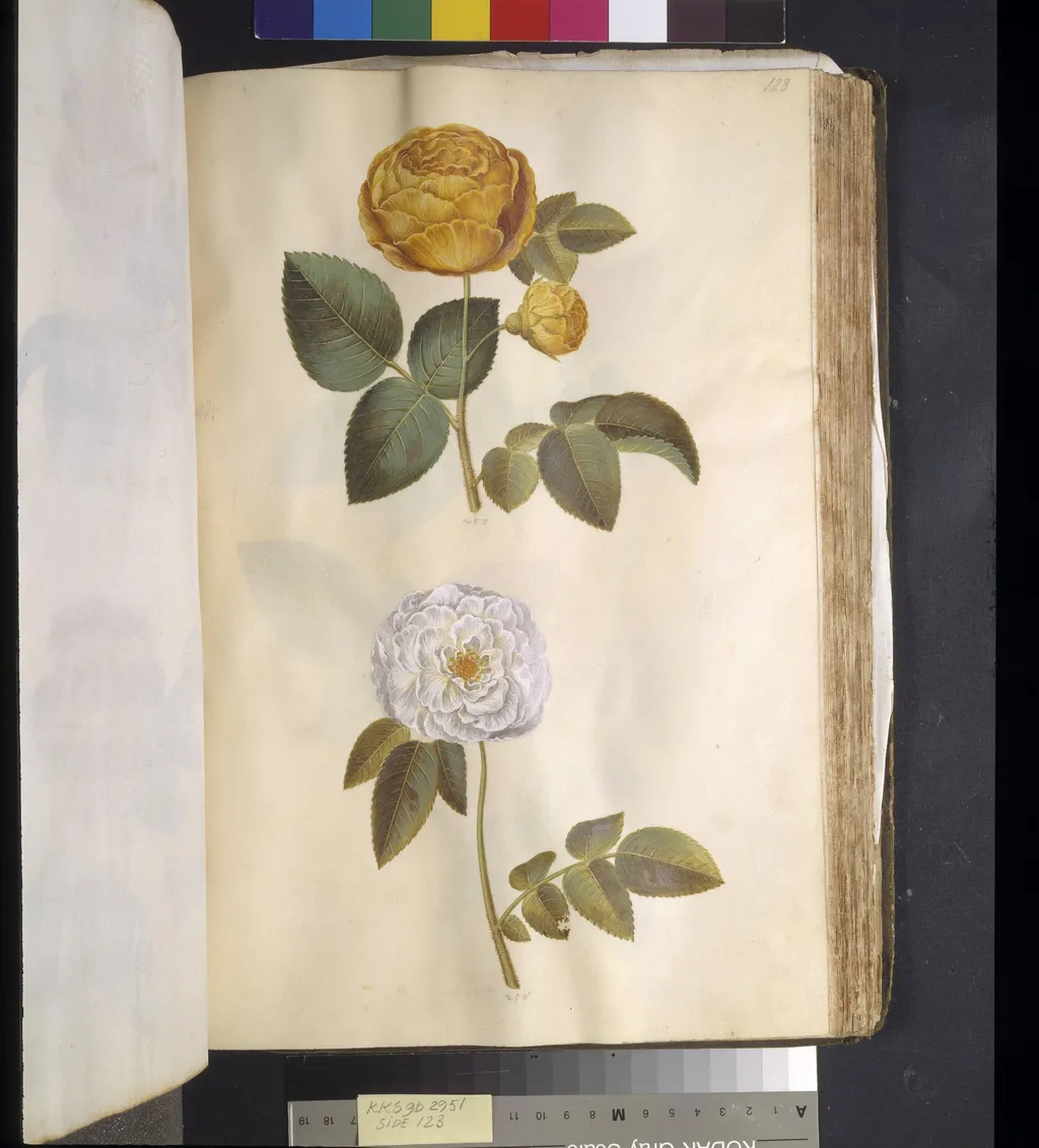 Rosa hemisphaerica (svovlgul rose); Rosa ×alba (hvid rose), by Unknown, unspecified, 1650