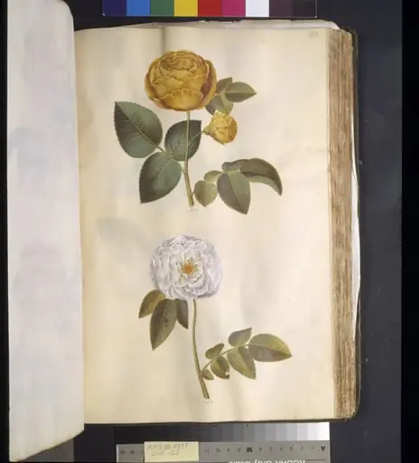 Rosa hemisphaerica (svovlgul rose); Rosa ×alba (hvid rose), by Unknown