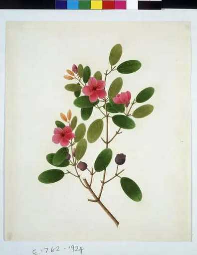 Rose periwinkle, by Unknown