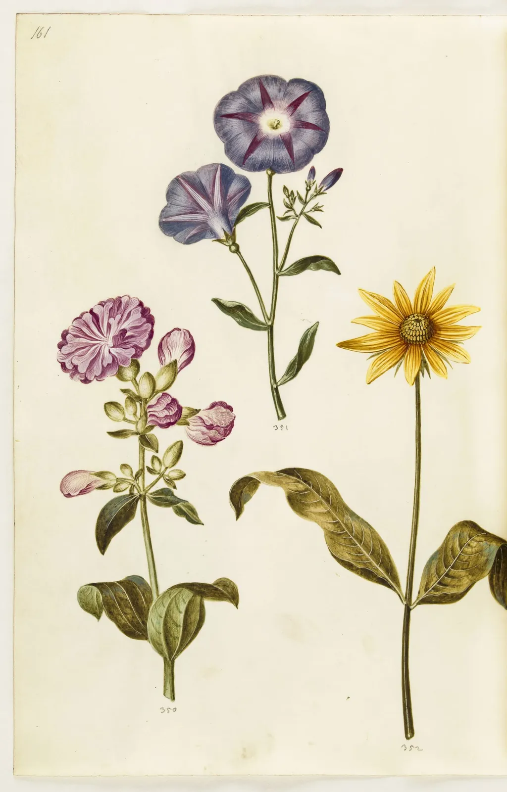 Saponaria officinalis (almindelig sæbeurt); Convolvulus tricolor (jomfruskørt); Helianthus (?) (solsikke-art), by Unknown, unspecified, 1650