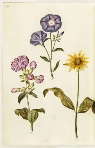 Saponaria officinalis (almindelig sæbeurt); Convolvulus tricolor (jomfruskørt); Helianthus (?) (solsikke-art), by Unknown