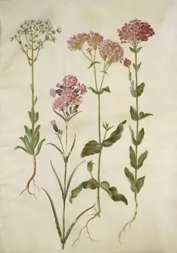 Saxifraga paniculata (klippe-stenbræk); Silene viscaria (almindelig tjærenellike); Silene armeria (knippe-limurt);, by Unknown