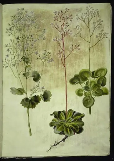 Saxifraga rotundifolia (rundbladet stenbræk); Saxifraga umbrosa (skygge-stenbræk); Saxifraga geum (porcelænsblomst), by Unknown
