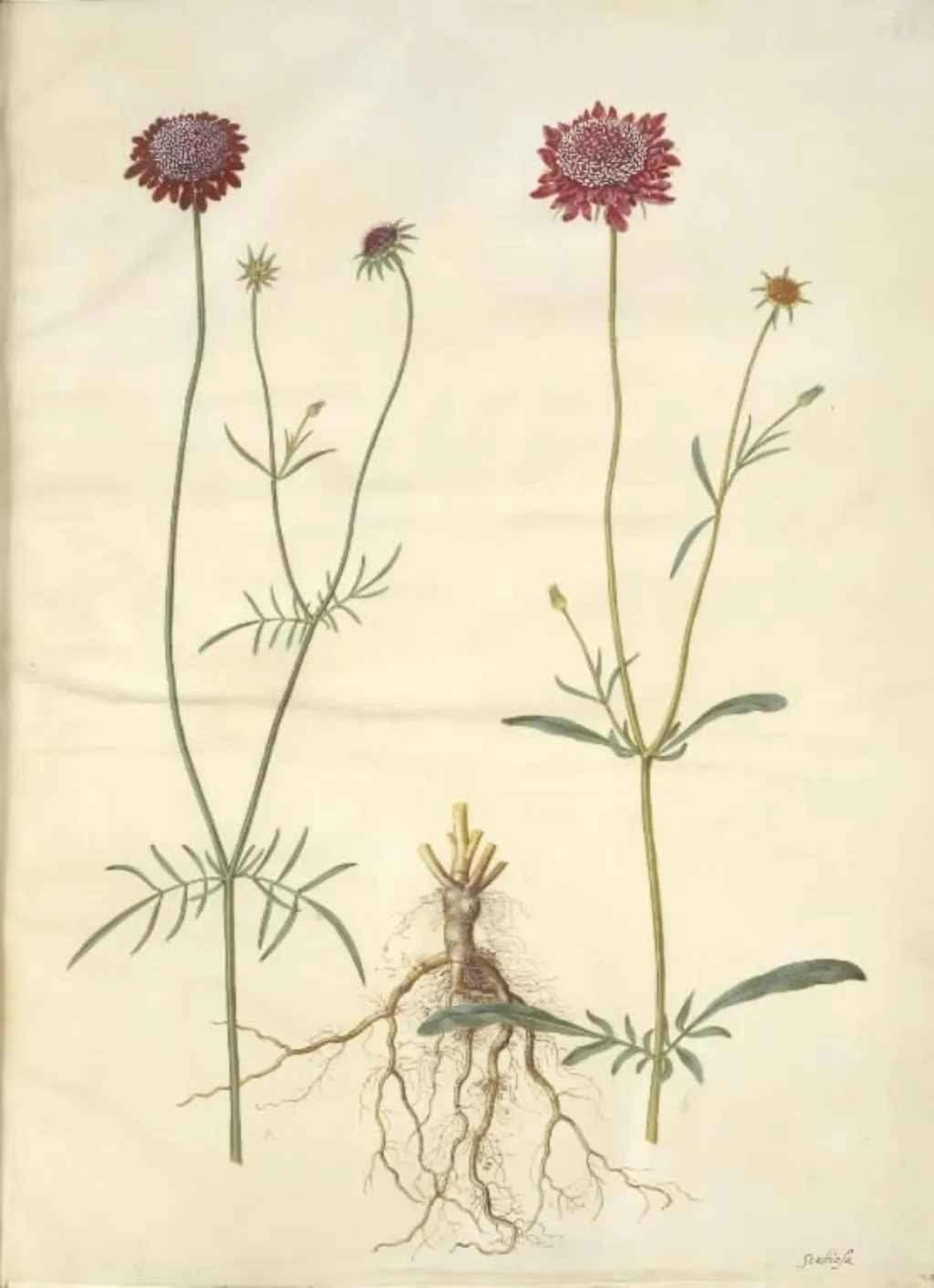Scabiosa atropurpurea (enkeblomst), by Unknown, unspecified, 1654