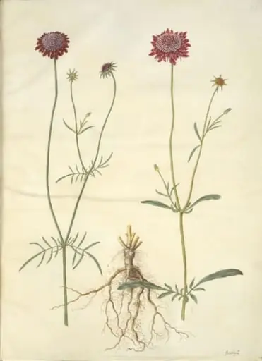 Scabiosa atropurpurea (enkeblomst), by Unknown