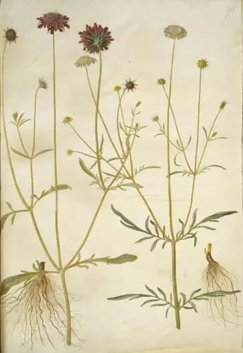 Scabiosa atropurpurea (enkeblomst); Scabiosa columbaria (due-skabiose), by Unknown