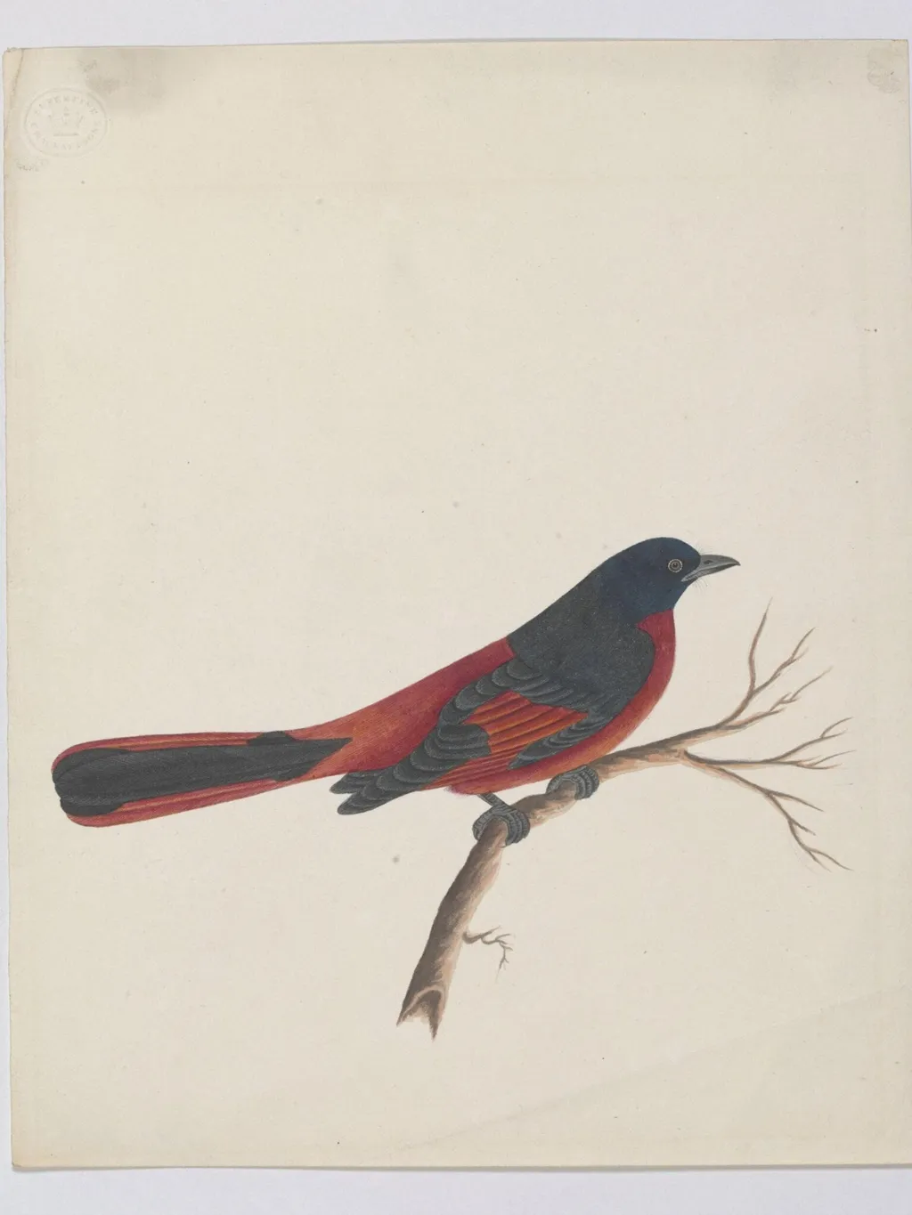 Scarlet minivet, by Unknown, paint, 1830