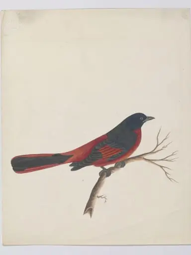 Scarlet minivet, by Unknown