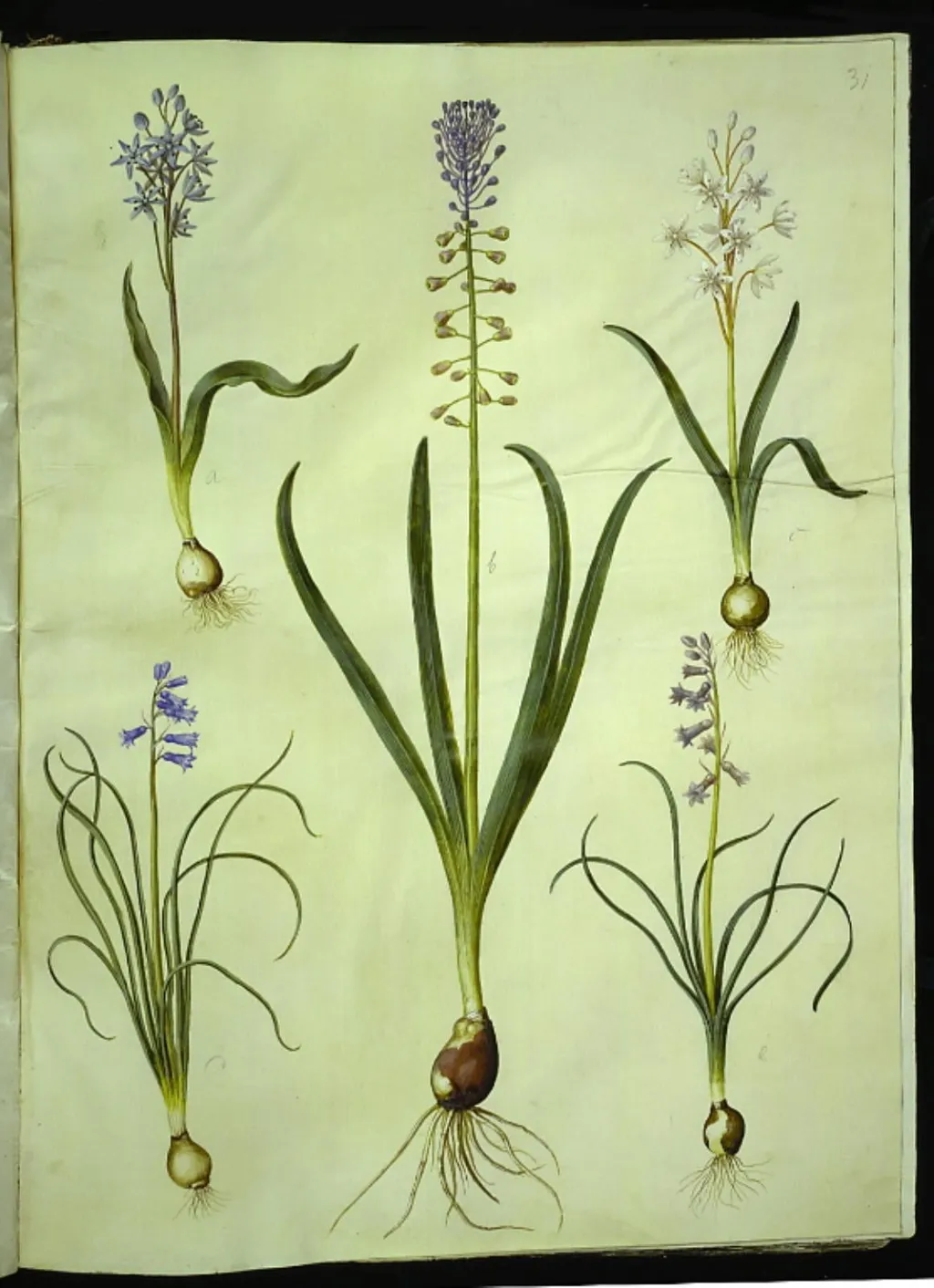 Scilla bifolia (tobladet skilla); Muscari comosum (duskhyacint); Brimeura amethystina (pyrenæisk hyacint), by Unknown, unspecified, 1654