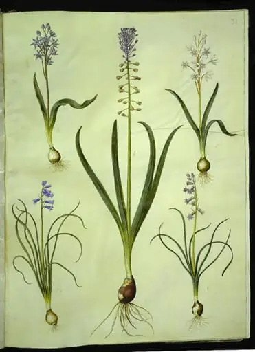Scilla bifolia (tobladet skilla); Muscari comosum (duskhyacint); Brimeura amethystina (pyrenæisk hyacint), by Unknown