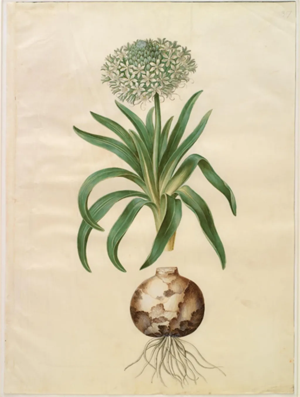 Scilla peruviana (kæmpe-skilla), by Unknown, unspecified, 1654