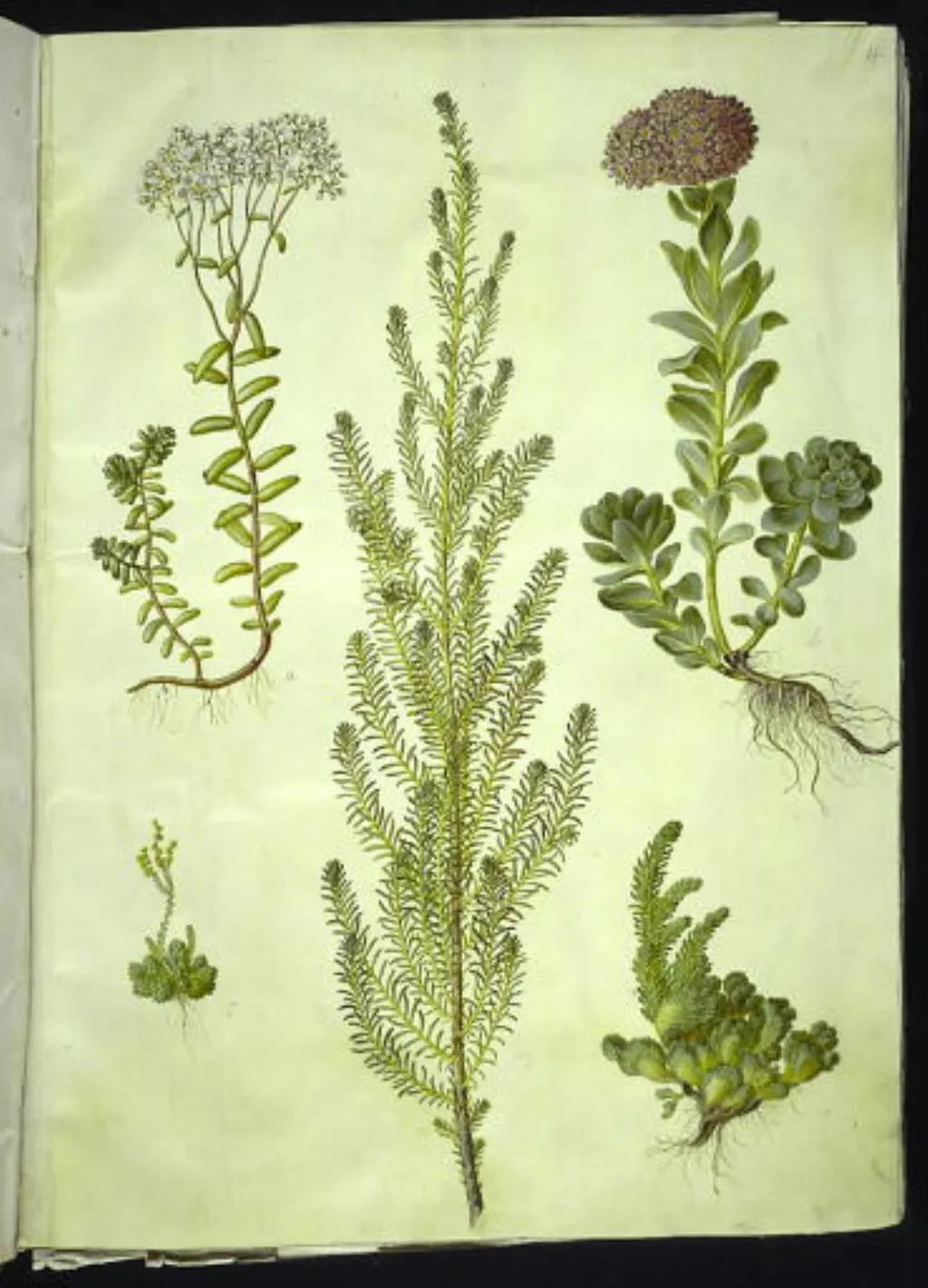Sedum album (hvid stenurt); Sedum anacampseros (rundbladet stenurt); Sedum (stenurt); Suaeda vera (busk-strandgåsefod); Sedum rupestre (bjerg-stenurt), by Unknown, unspecified, 1654
