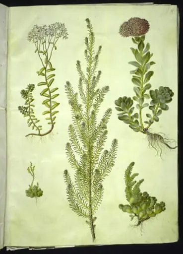 Sedum album (hvid stenurt); Sedum anacampseros (rundbladet stenurt); Sedum (stenurt); Suaeda vera (busk-strandgåsefod); Sedum rupestre (bjerg-stenurt), by Unknown