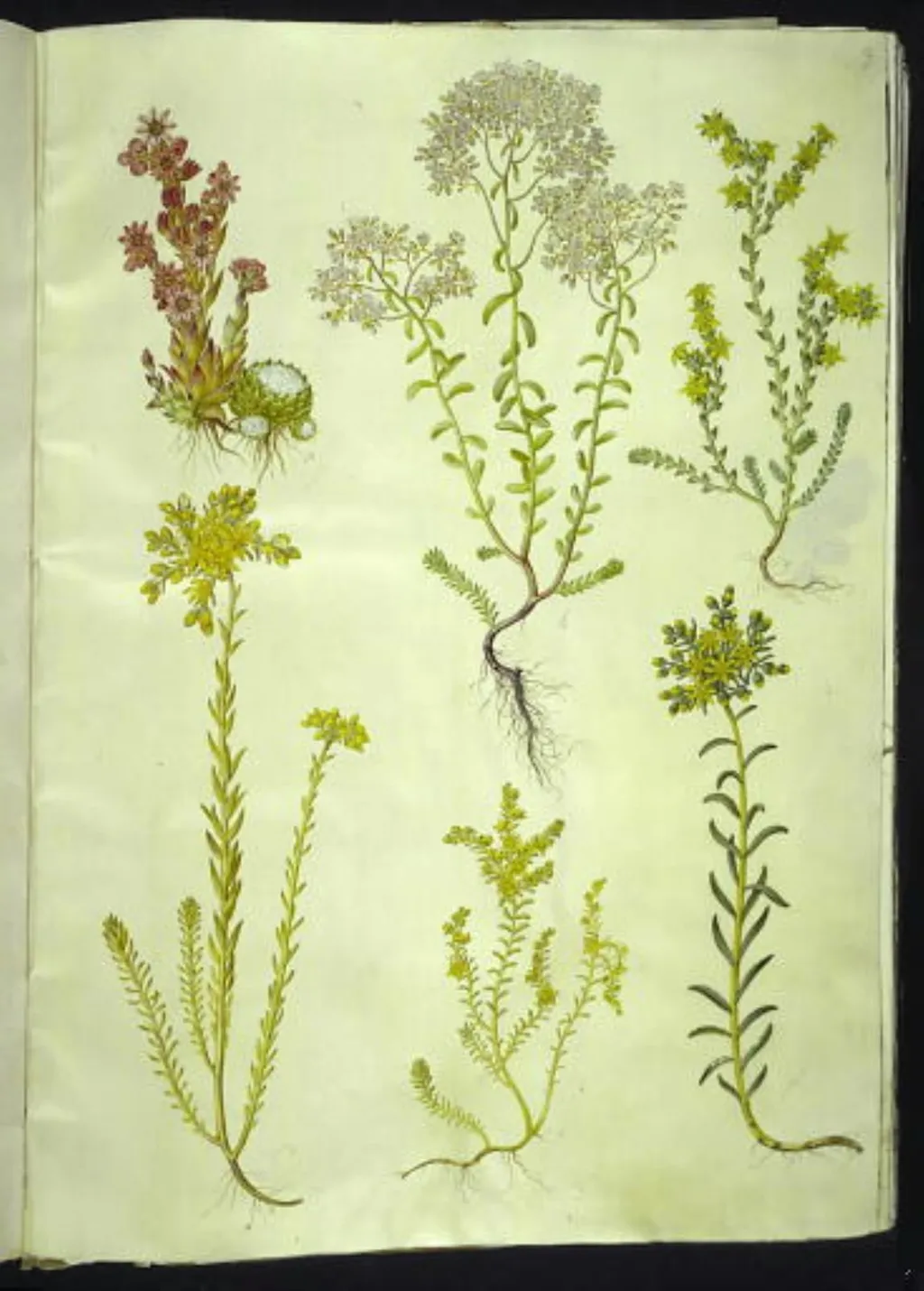 Sempervivum arachnoideum (spindelvæv-husløg); Sedum album (hvid stenurt); Sedum acre (bidende stenurt); Sedum rupestre (bjerg-stenurt); Sedum sexangulare (seksradet stenurt), by Unknown, unspecified, 1654