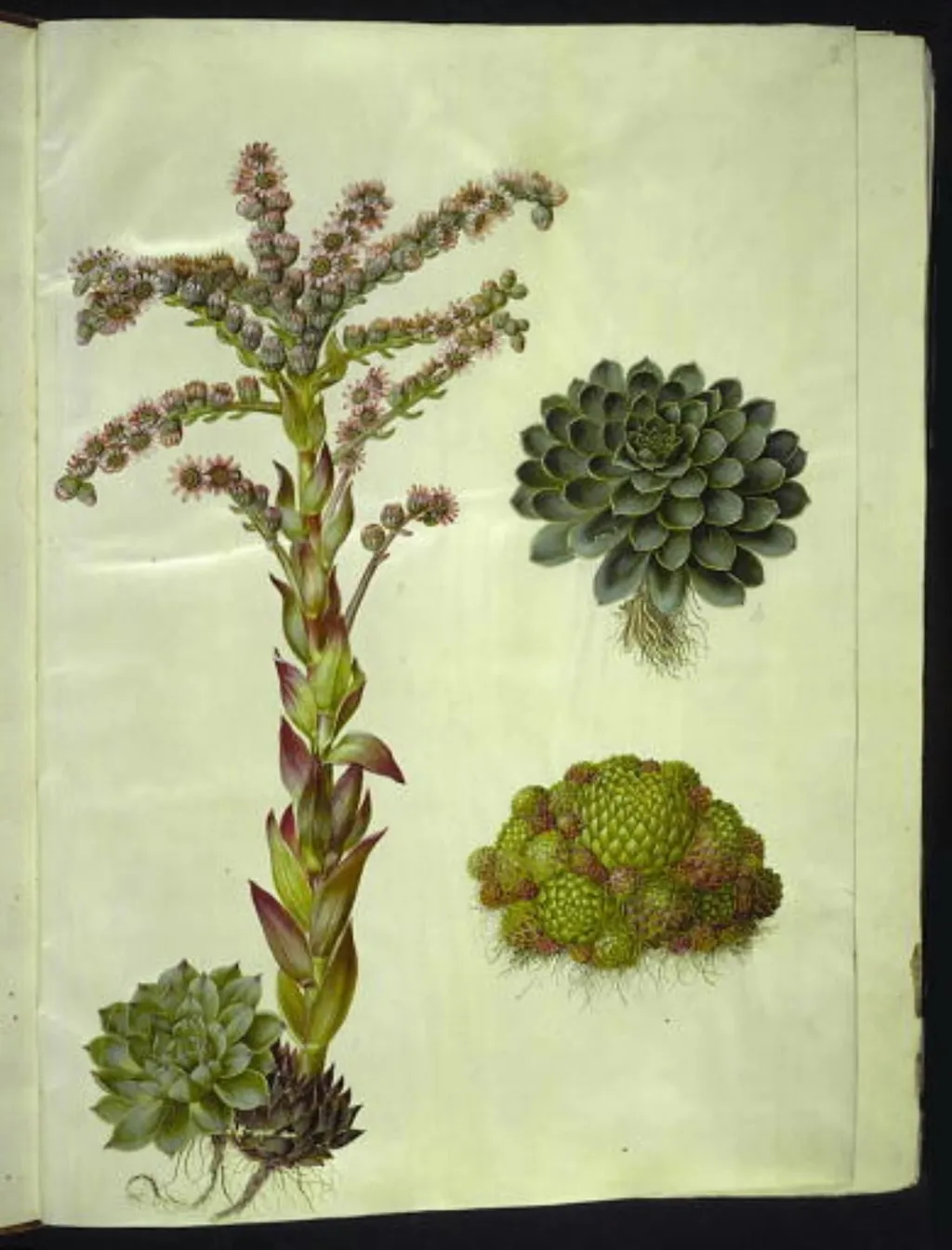 Sempervivum tectorum (almindelig husløg); Sempervivum montanum (bjerg-husløg), by Unknown, unspecified, 1654