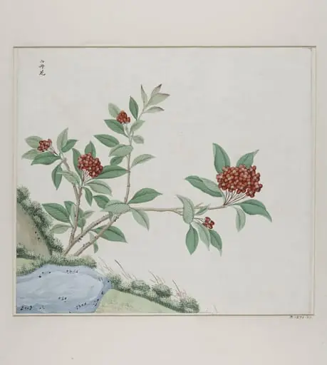 Shan dan hua, by Unknown