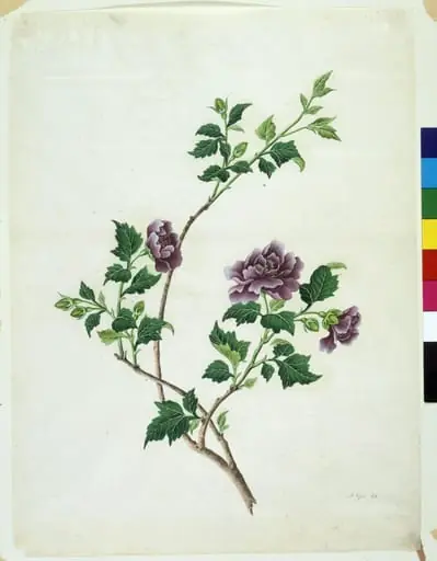 Shrubby Althaea, by Unknown