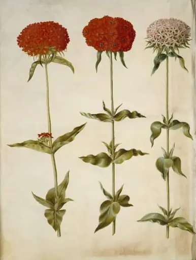 Silene chalcedonica (brændende kærlighed), by Unknown