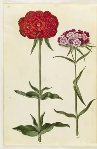 Silene chalcedonica (brændende kærlighed); Dianthus barbatus (studenter-nellike), by Unknown