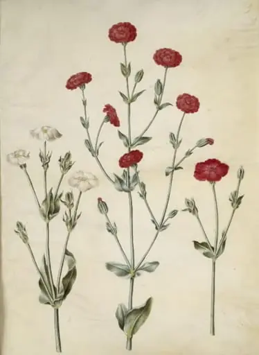 Silene coronaria (krone-limurt), by Unknown