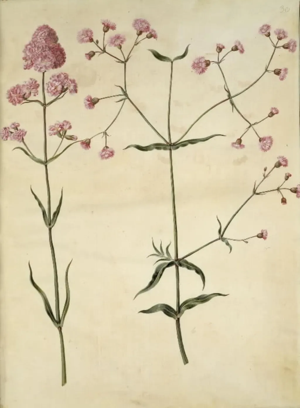 Silene viscaria (almindelig tjærenellike); Silene (trævlekrone), by Unknown, unspecified, 1654