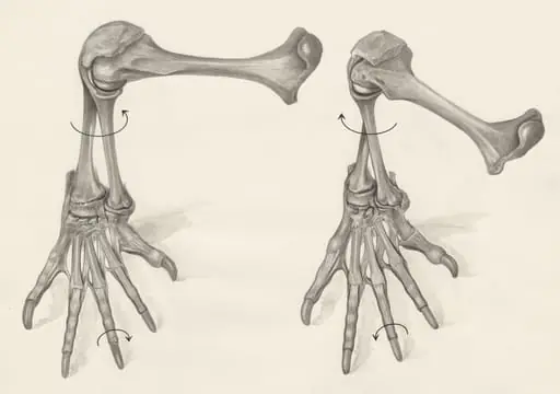 Skeletal legs of a lizard, by Unknown