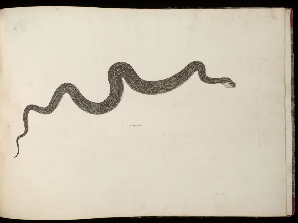 Snake, by Unknown, paint, 1826