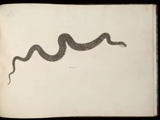 Snake, by Unknown