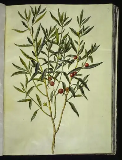 Solanum pseudocapsicum (jerusalem-koralbær), by Unknown