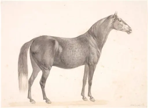 Sort hest, by Unknown