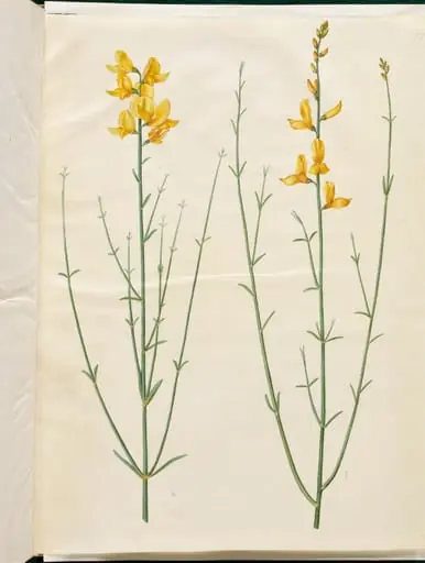 Spartium junceum (spartium), by Unknown