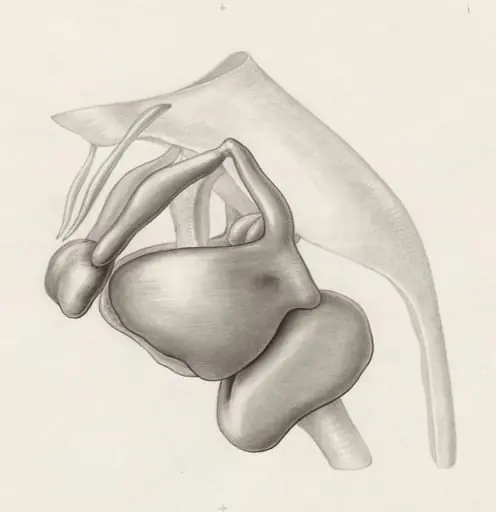 Specimen of the embryological head, by Unknown