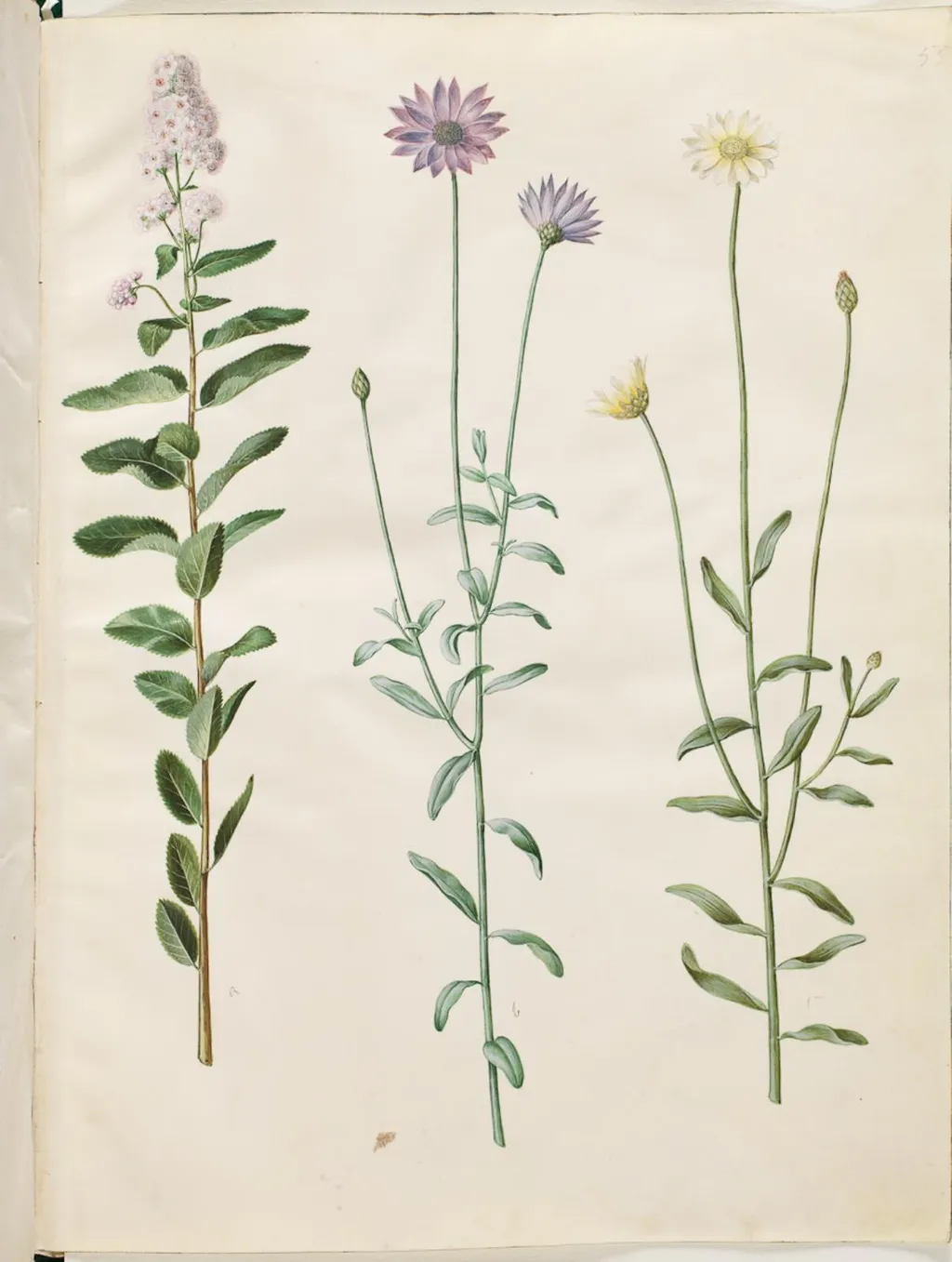 Spiraea salicifolia (pilebladet spiræa); Catananche caerulea (blå rasleblomst), by Unknown, unspecified, 1654