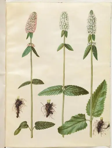 Stachys officinalis (læge-betonie), by Unknown
