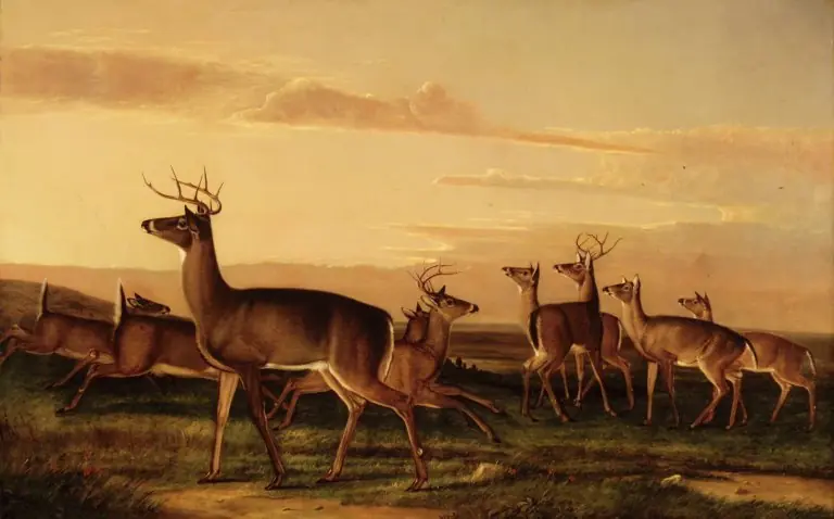 Startled Deer--A Prairie Scene, by Unknown