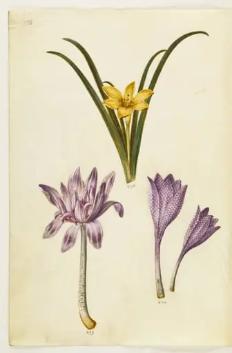 Sternbergia lutea (almindelig sternbergia); Colchicum autumnale (høst-tidløs); Colchicum variegatum (plettet tidløs), by Unknown