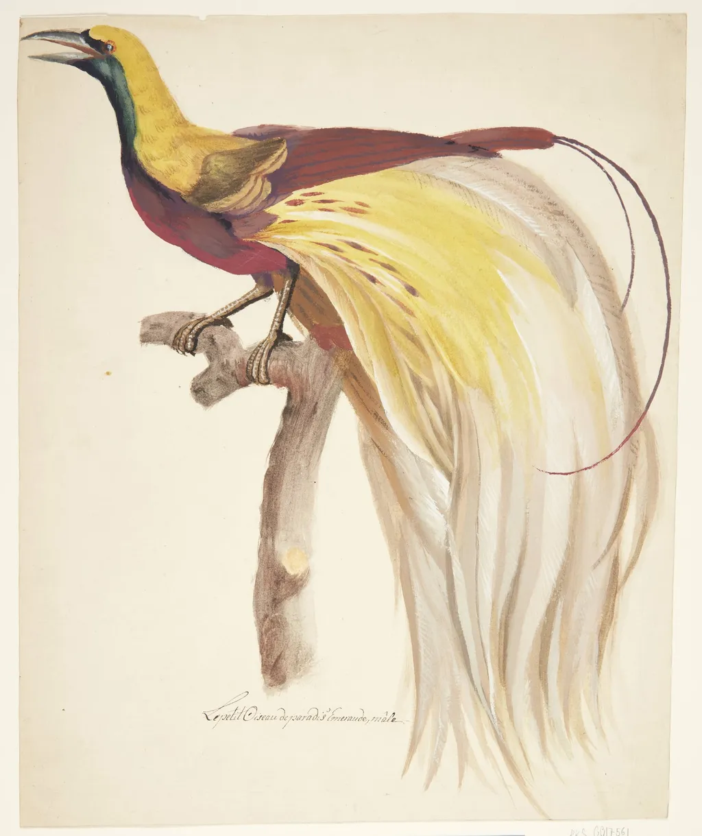Stor paradisfugl, by Unknown, unspecified, 1829