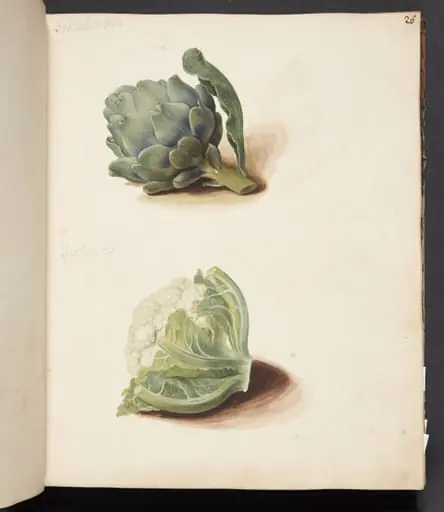 Studie af artiskok og blomkålshoved, by Unknown