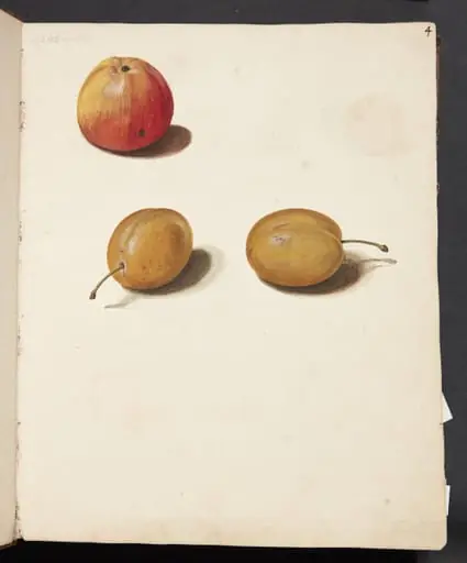 Studie af æble og blommer, by Unknown