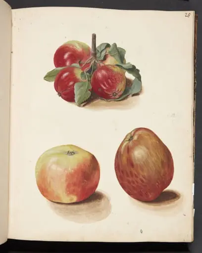 Studie af æbler, by Unknown