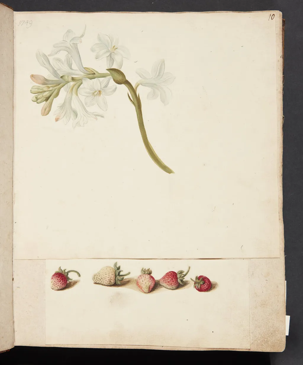 Studie af blomst og jordbær, by Unknown, unspecified, 1749