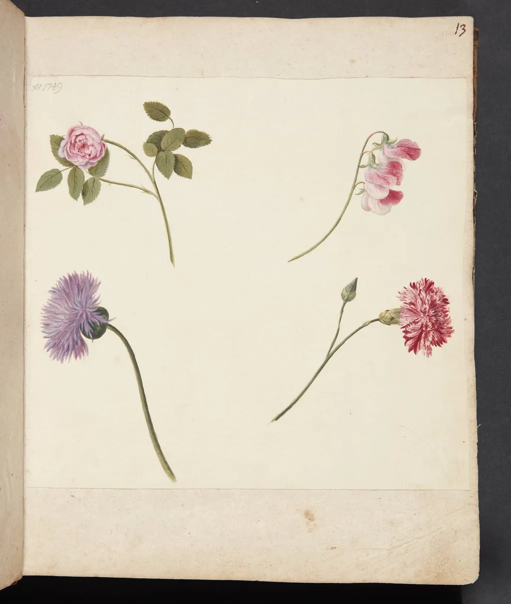Studie af blomster, by Unknown, unspecified, 1749