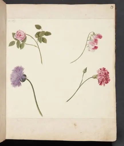 Studie af blomster, by Unknown