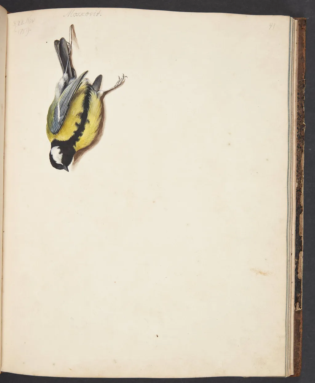 Studie af død musvit, by Unknown, unspecified, 1759
