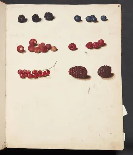 Studie af diverse bær, by Unknown