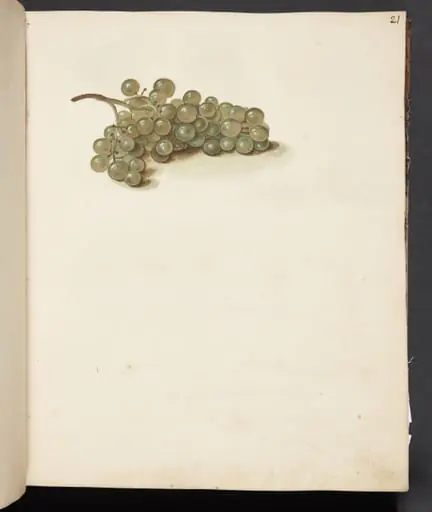 Studie af druer, by Unknown