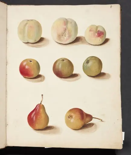 Studie af fersken, æble og pære, by Unknown