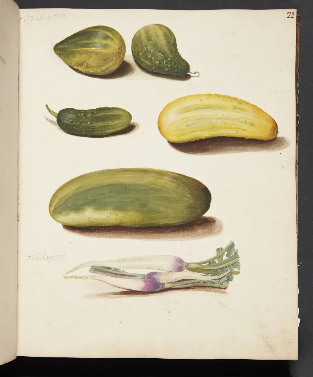 Studie af grøntsager, by Unknown, unspecified, 1750
