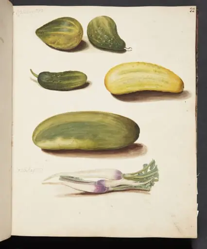 Studie af grøntsager, by Unknown
