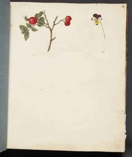 Studie af hyben og stedmoderblomst, by Unknown